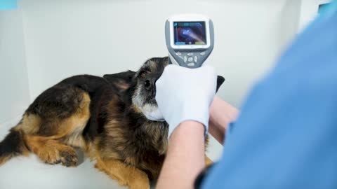 Veterinarian Examining Dog's Eye With Pupillometer