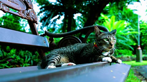 The kitten approaching the daddy cat to play with him was so cute.