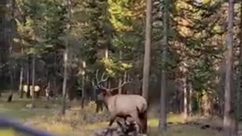 Elk makes an incredible sound that sounds like a sea creature #elk