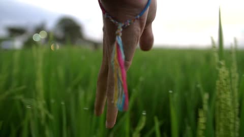 Close Up of a Hand Running Through Crops