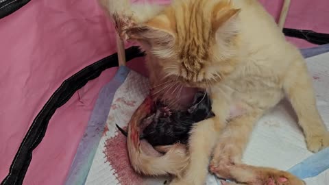 Cat giving birth to 5 same colour kittens 1 WAS DIFFERENT AND GOT STUCK _ Pregnancy Complication