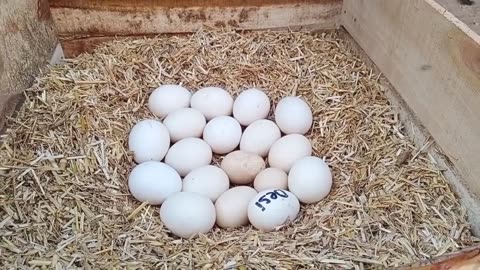 Signs of broody chicken