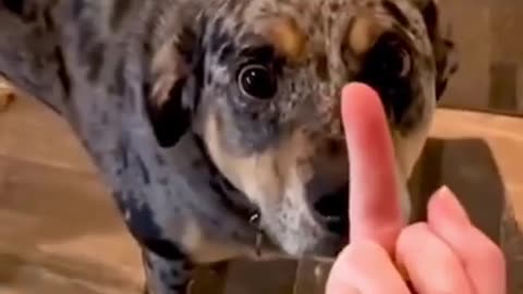 Dog’s Reaction In The Face Of The Middle Finger 😂