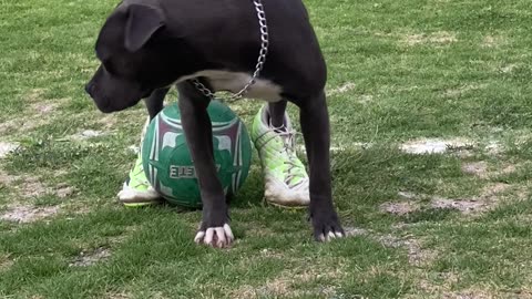 Dog Is A True Pro In Cleats