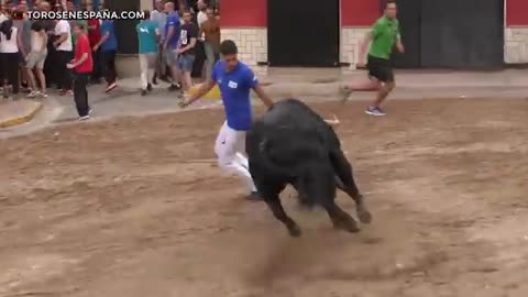 Bull fight fun