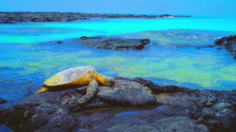 turtle sunbathing on a rock by the sea.