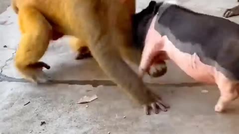 Monkey VS PIG fight funny video
