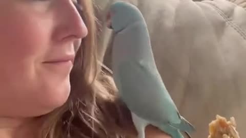 Kiwi the Parrot won’t give up…
