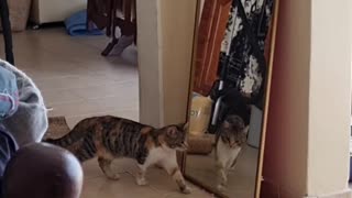 Cat Gets Startled by Its Own Reflection