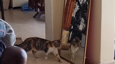 Cat Gets Startled by Its Own Reflection