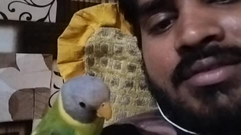 Mithu talking parrot mithu bolna kaise shikhaye