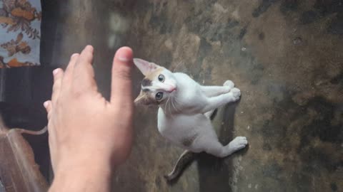 Playing with Cat