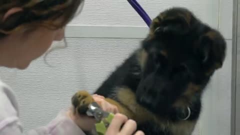 German Shepherd puppy is a dramatic singer for her first bath