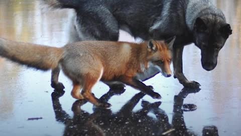 Wild Fox And Tame Dog Becomes Friends Against All Odds