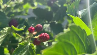July, the season for black berries!