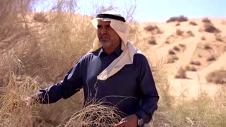 Saudi Arabia turns to saxaul tree for climate defense