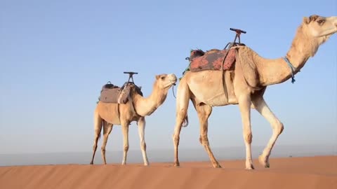 camel is walking in the desert