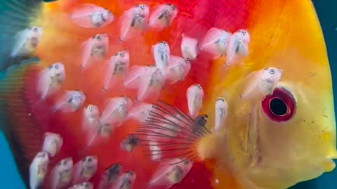 Mesmerizing Discus Fish With It's Babies