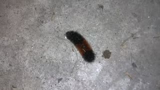 Banded Woolly Bear