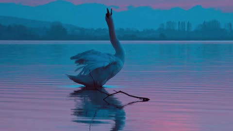Swan Bird Evening Twilight Reflexion Nature 🌴