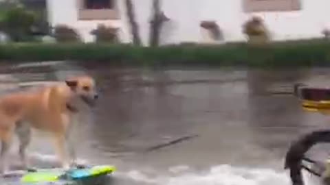 Dog water surfing #shorts #viral #shortsvideo #video