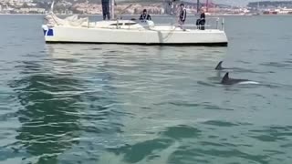 Golfinhos em Portugal Lisboa
