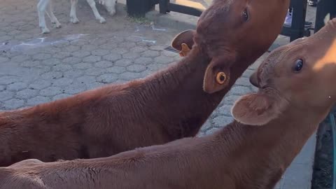 Two girls will milk the cow's calf