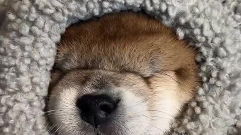 Don’t disturb my sleep jacket#Shiba InuBaby#豆Chai#小奶狗#Shiba Inu Douchi