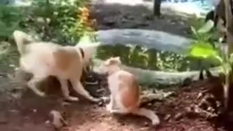 Awesome Funny Pet Animals Videos #shorts