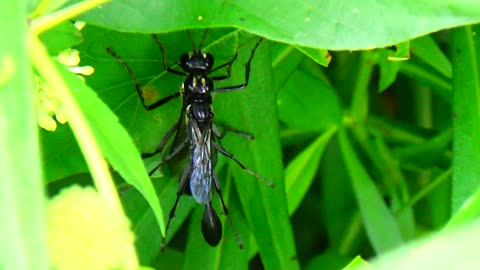 Thread-wasted Wasps mating