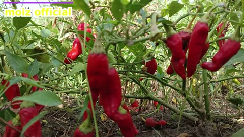 GREEN CHILI HD GRAPHIC FULL HD VIDEO 2K 30 FPS