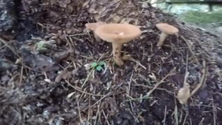 Mushrooms