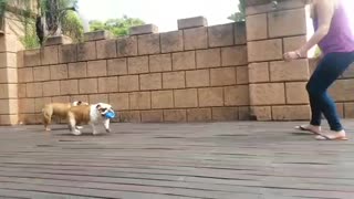 English Bulldogs squeeze toy run