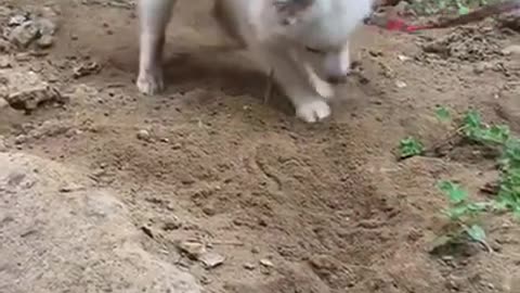 Cute Indian dog play