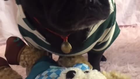 cute pug playing with her toy alone