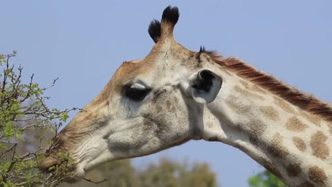 Giraffe Feeding Copyright Free Animal Stock Footage