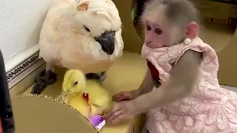 Watch before deleting a video of a cat playing with an entertaining monkey