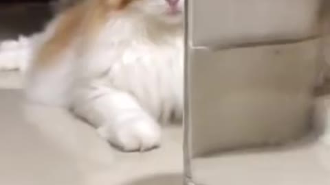 This cat comes in front of a glass filled with water and see what happens next