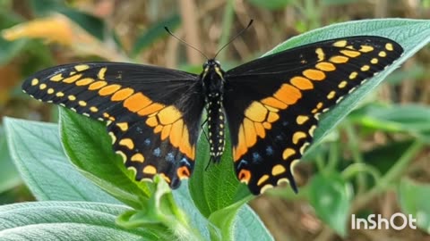 Black and orange butterfly