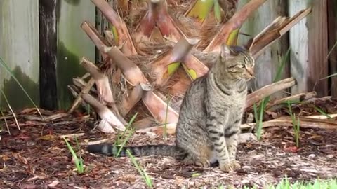 Feral Cat Documentary