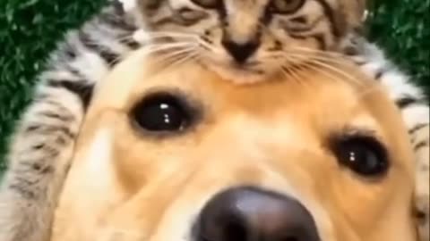 Funny Cats & Dogs | 2023 funny videos