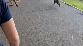 Cat Loves Going on Adventures with Dog