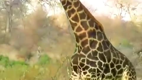 Neck to neck showdown: The battle of giants - giraffe vs. giraffe