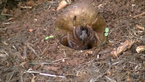 Sally The Snatch Trapdoor Bitch - Ctenizidae - The Home Cleaner