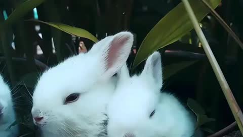 Love with Rabbit 🐰🐇🐇💖💖