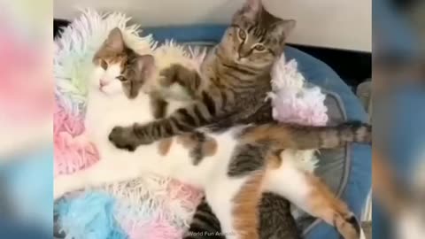 Funny ANIMALS videos😊Funniest CATS😹 and DOGS🐶