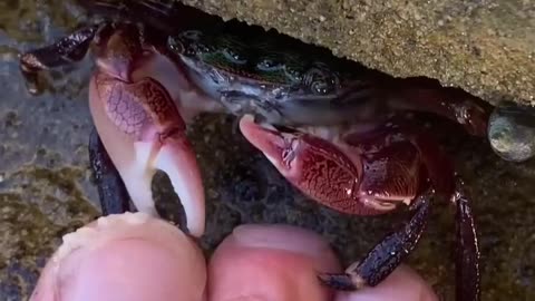 CRAB pedicure ASMR sounds! 😱✨🦀