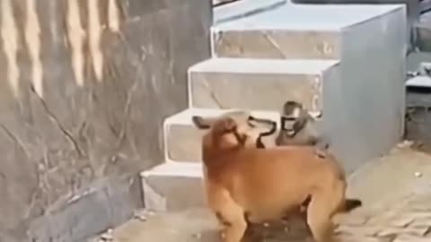 MAN FUNNY😆😆😆 VIDEO COMEDY VIDEO ANIMAL FUNNY VIDEO COMEDY COMEDY VIDE🐶🐶