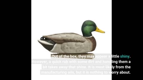 View Ratings: Avian-X Topflight Gadwall Durable Ultra Realistic Floating Hunting Duck Decoys, P...