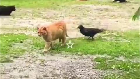 Funny animals videos 🐶🐱😂😂